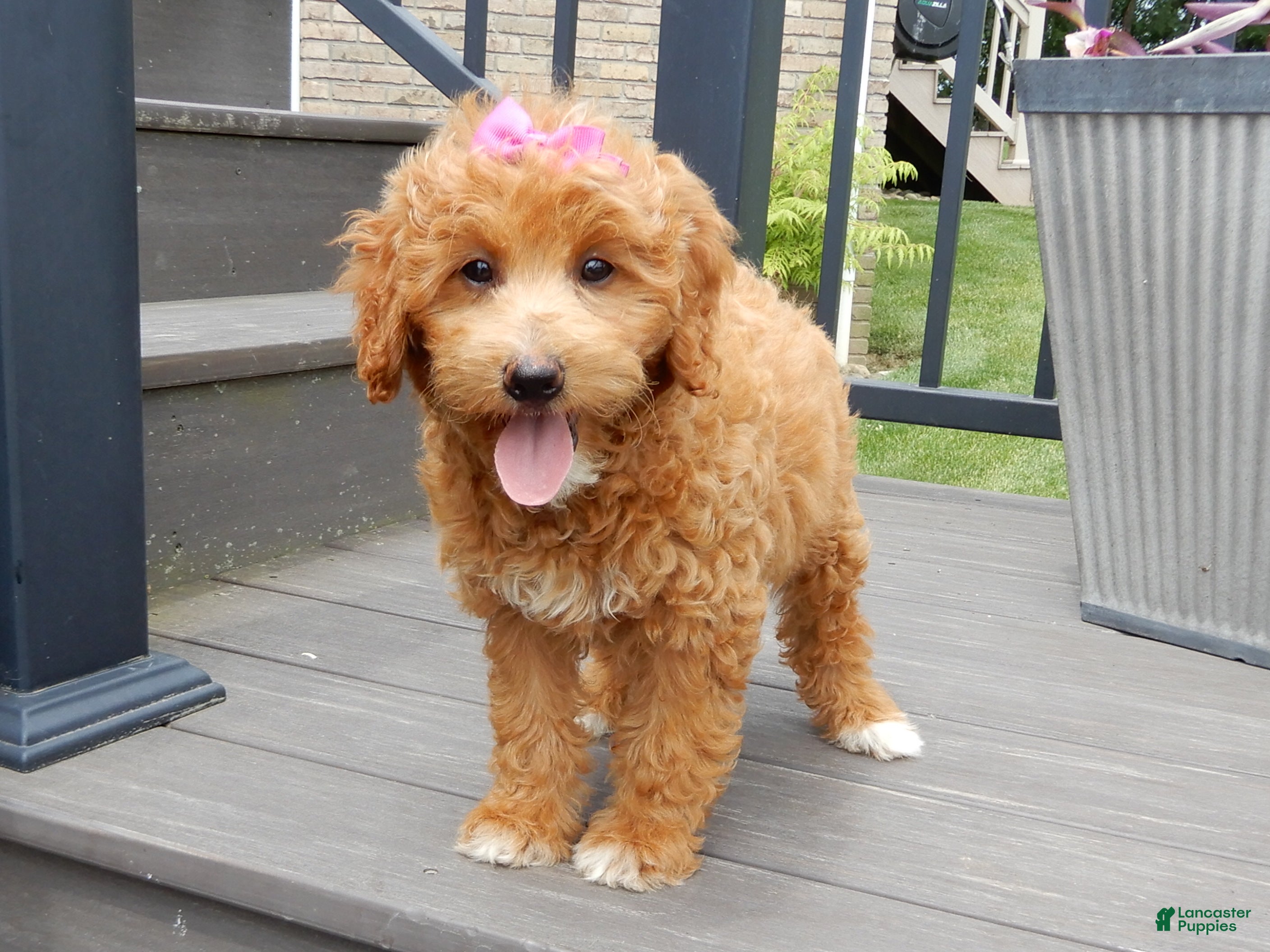 Mini Goldendoodle dogs Betsie - Ad 2