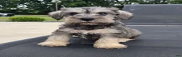 Miniature Schnauzer dogs for sale: Sammy - Ad 8