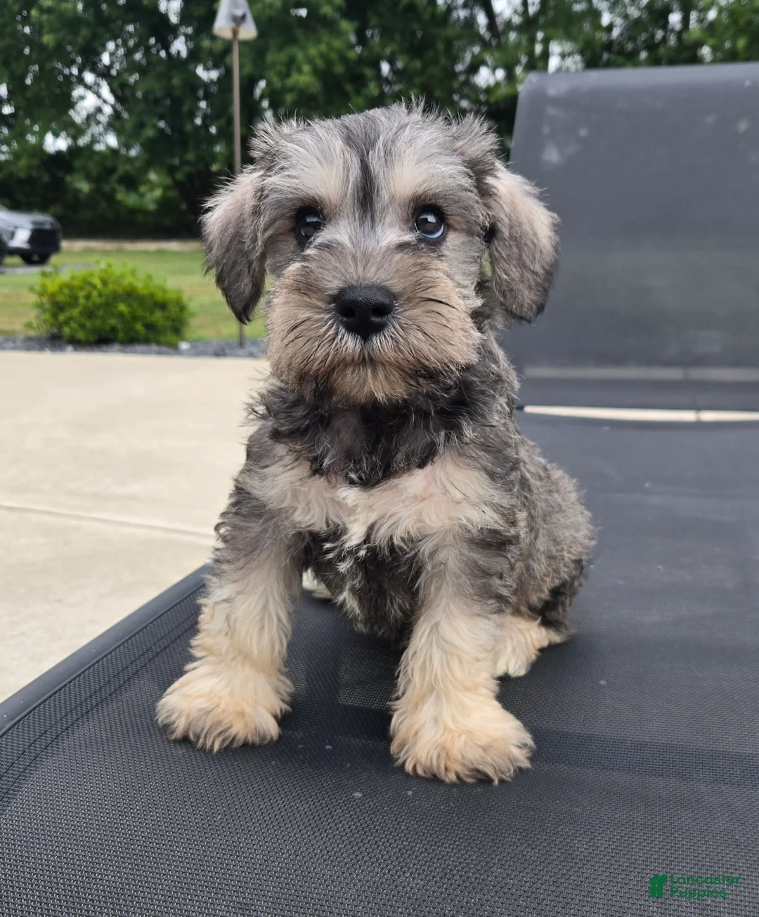Miniature Schnauzer dogs for sale: Sammy - Ad 8
