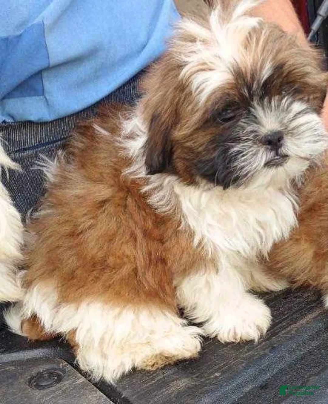 Shih Tzu dogs for sale: Jack  - Ad 1