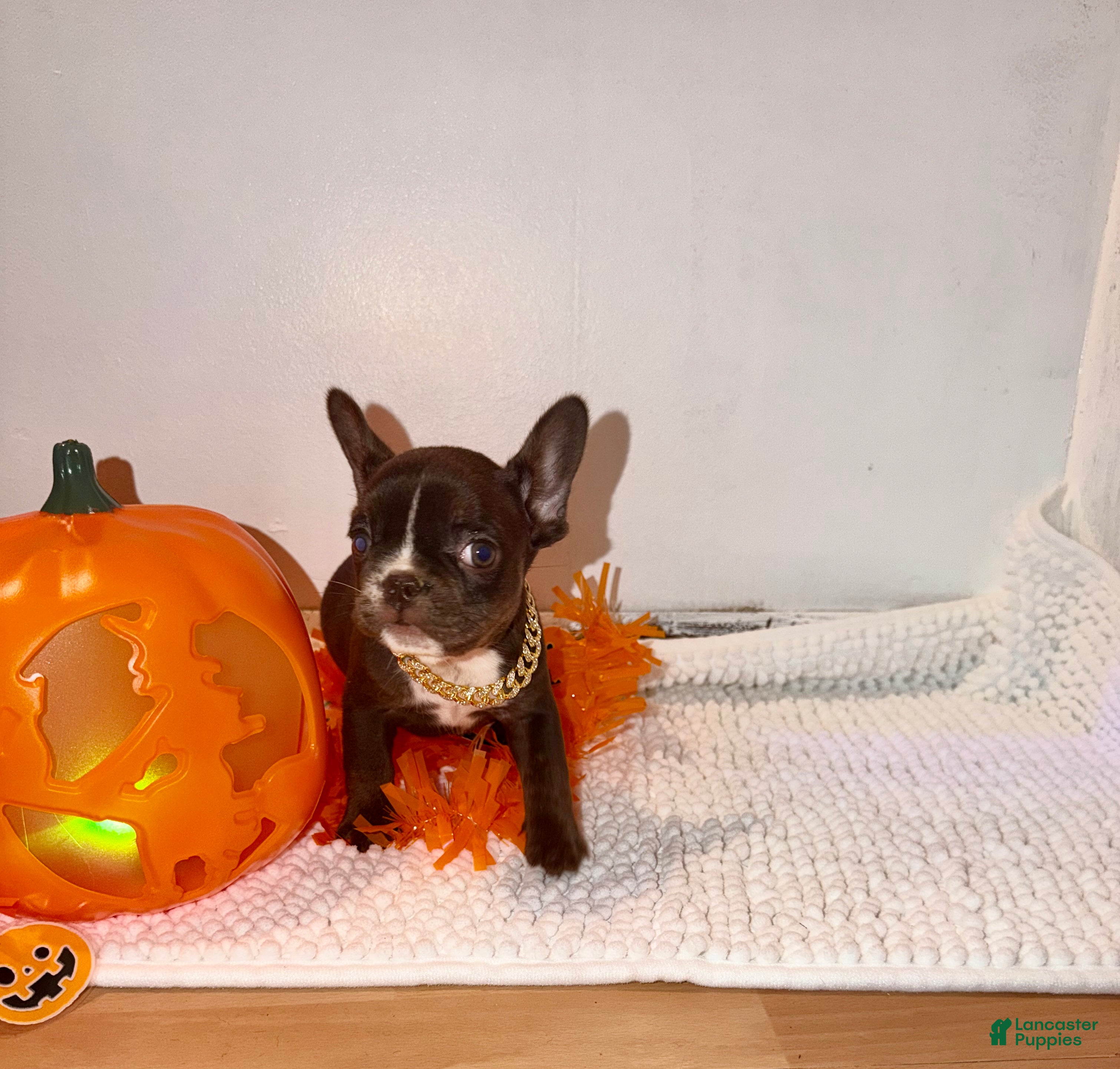 French Bulldog dogs Rojo female  - Ad 2