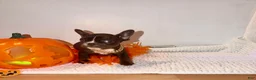 French Bulldog dogs for sale: Rojo female  - Ad 2
