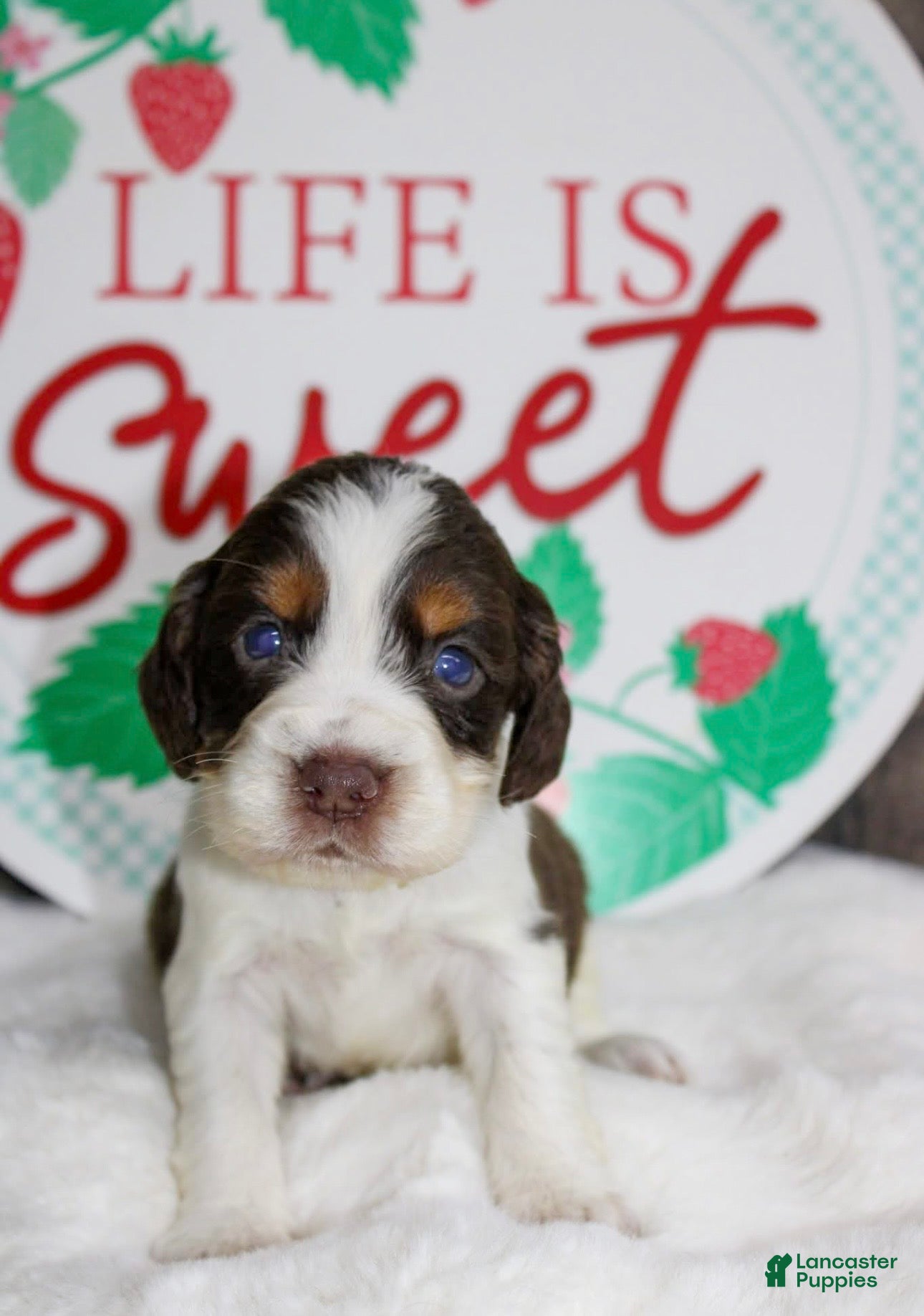 English Springer Spaniel dogs Calamity  - Ad 1