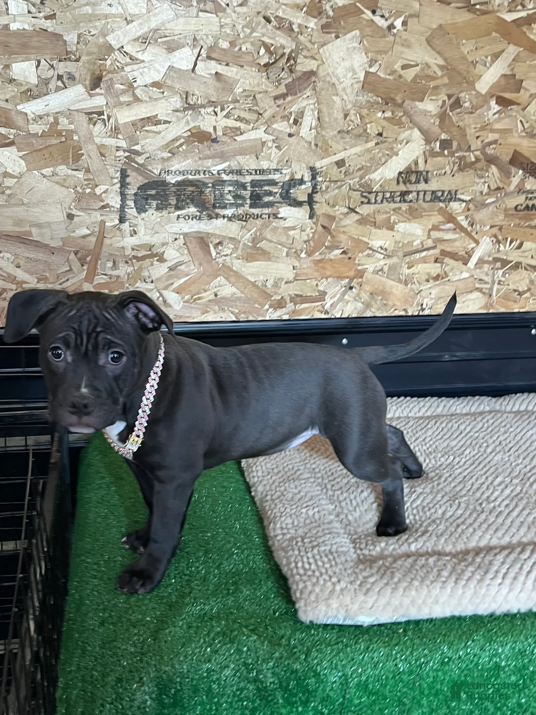 American Bully dogs for sale: Nova - Ad 5