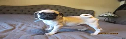 Pug dogs for sale: Pug Puppy 1 - Ad 3