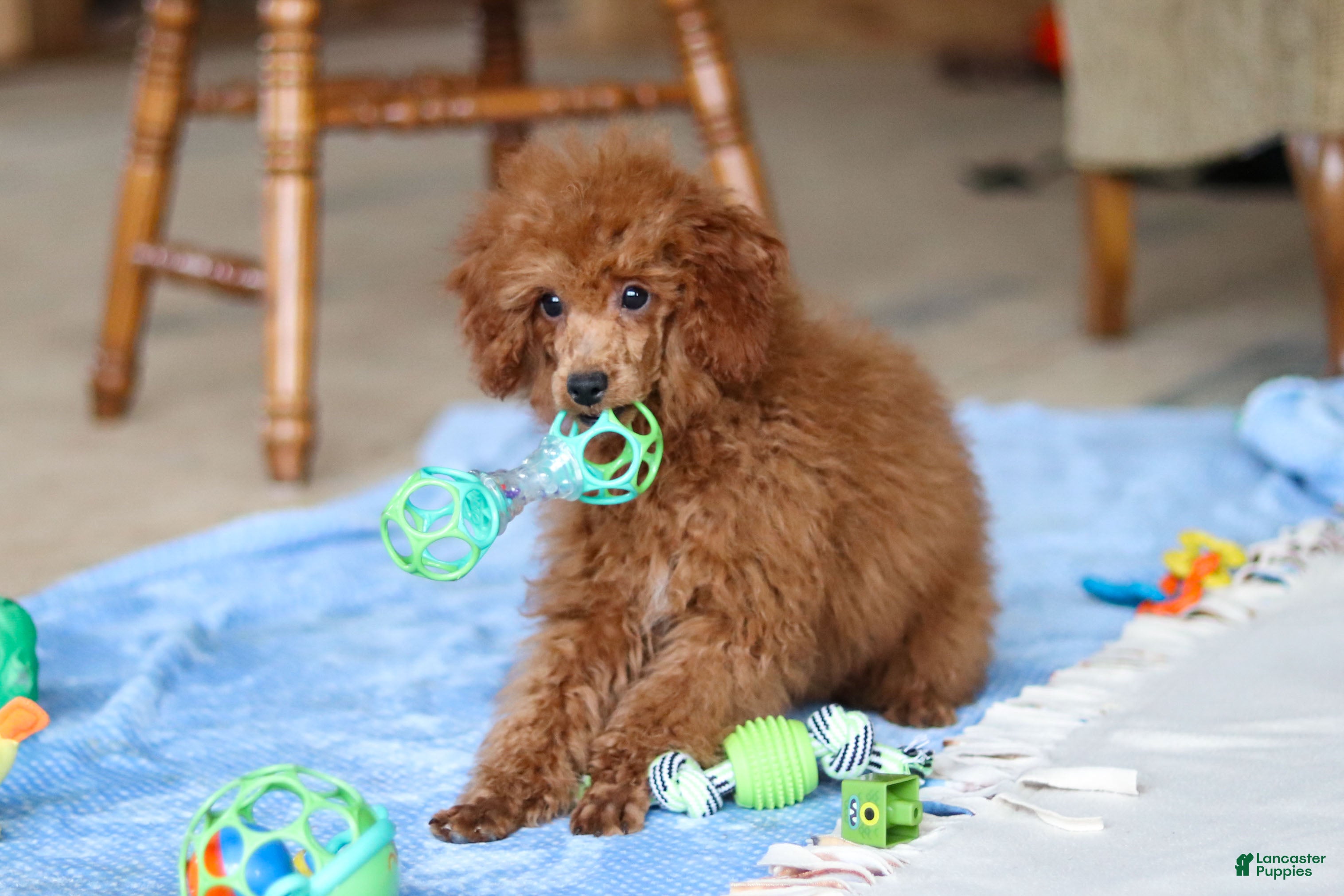 Miniature Poodle dogs Winston - Ad 9