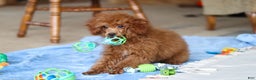 Miniature Poodle dogs for sale: Winston - Ad 1