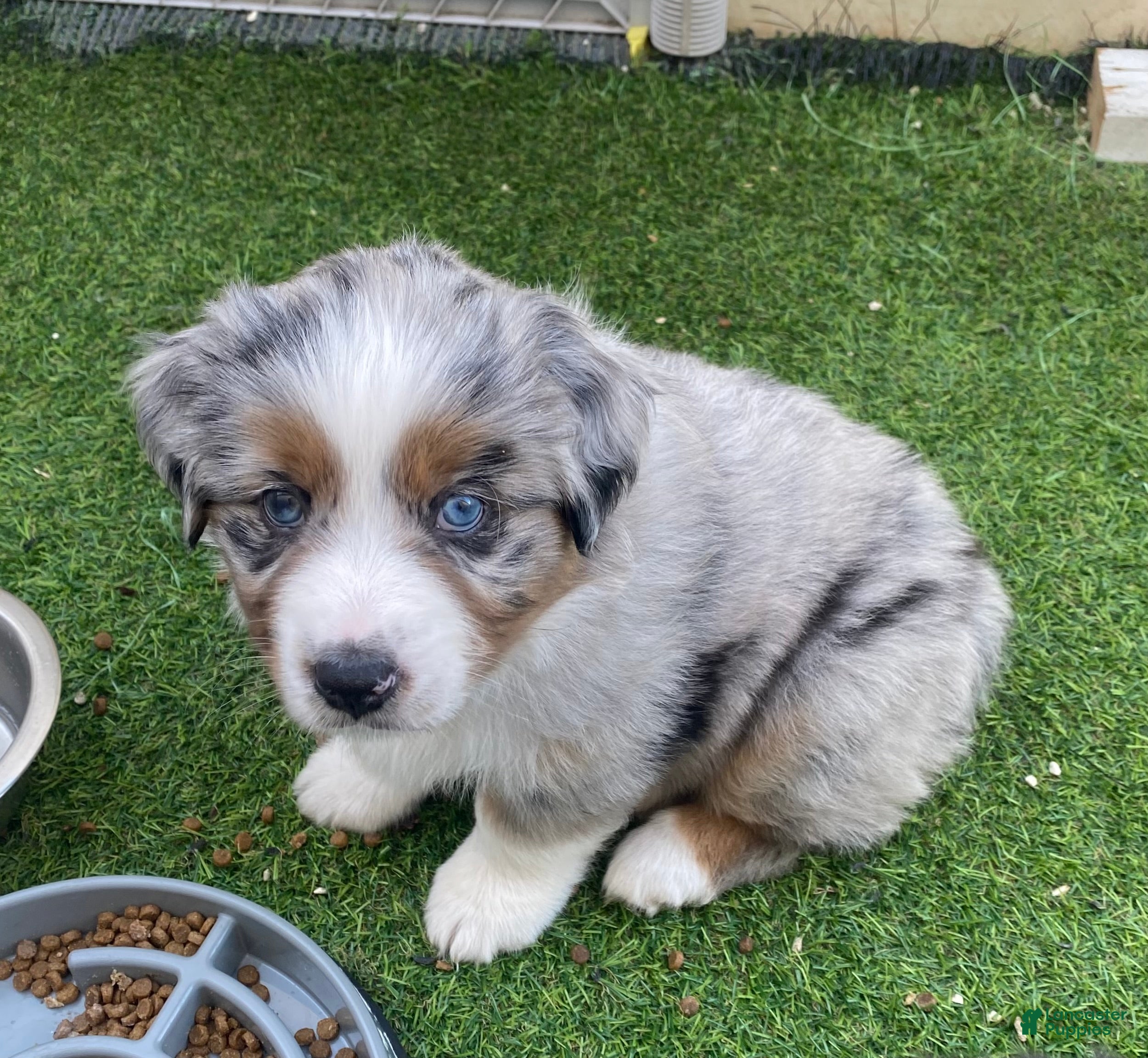 Miniature Australian Shepherd dogs Miniature Australian Shepherd Puppy 2 - Ad 6