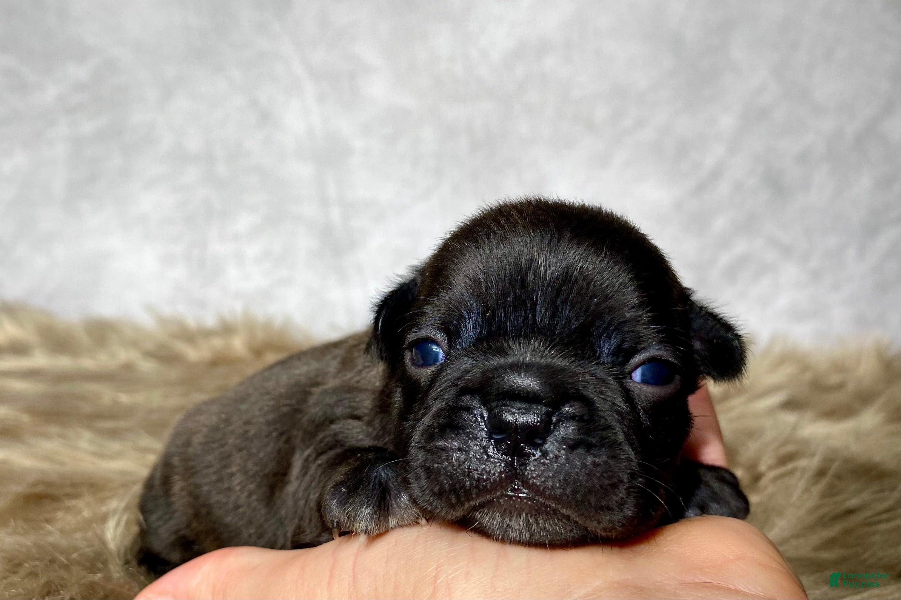Frenchton dogs Mr. Murphy  - Ad 1