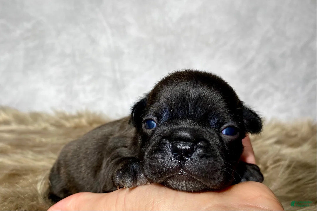 Frenchton dogs for sale: Mr. Murphy  - Ad 1