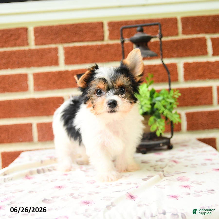Yorkshire Terrier dogs Pepper - Ad 1