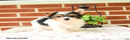 Yorkshire Terrier dogs for sale: Pepper - Ad 1