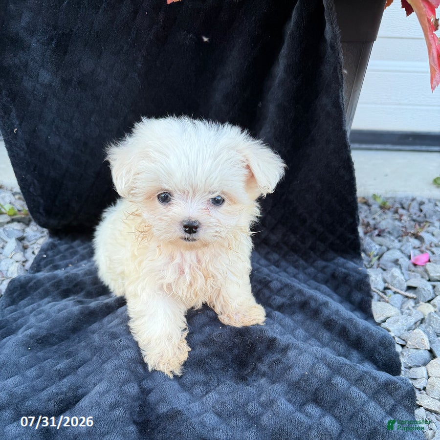 Maltese dogs Aaron - Ad 1
