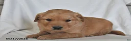 Golden Retriever dogs for sale: Franklin - Ad 1
