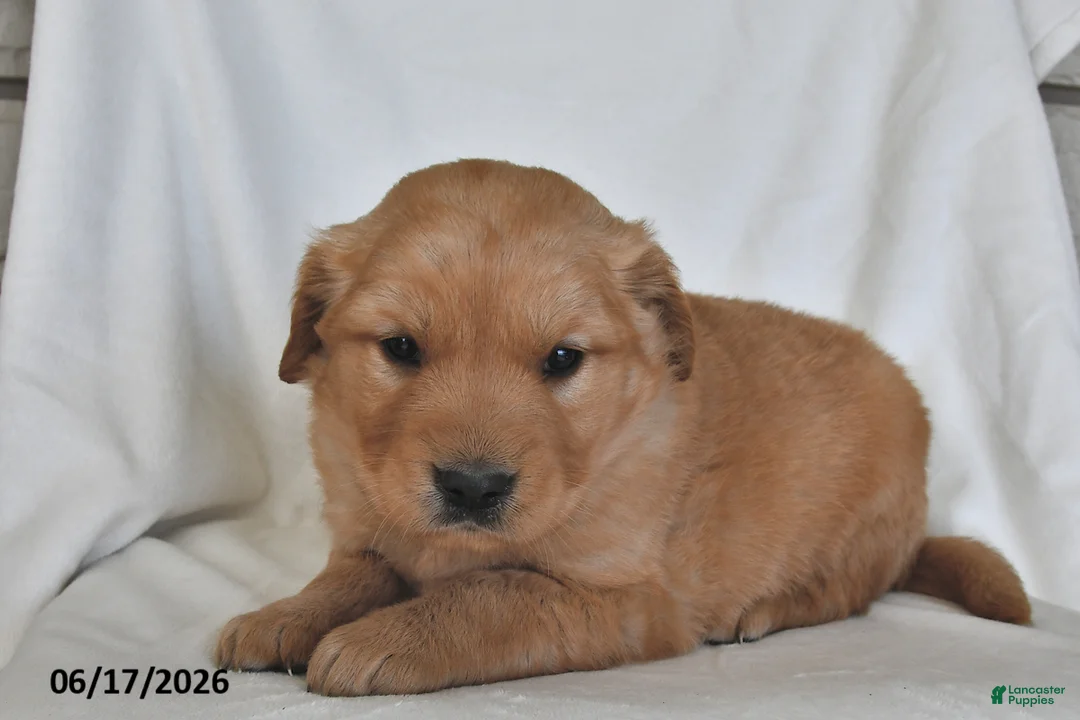 Golden Retriever dogs for sale: Franklin - Ad 1
