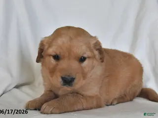 Golden Retriever dogs for sale: Franklin - Ad 2