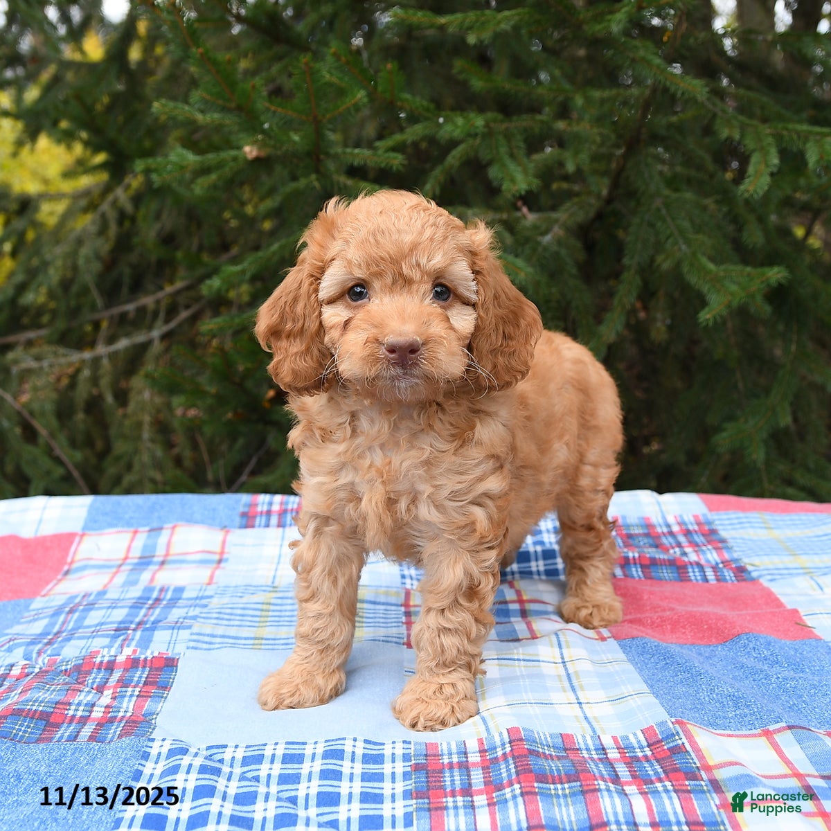 Mini Goldendoodle dogs Sophie - Ad 36