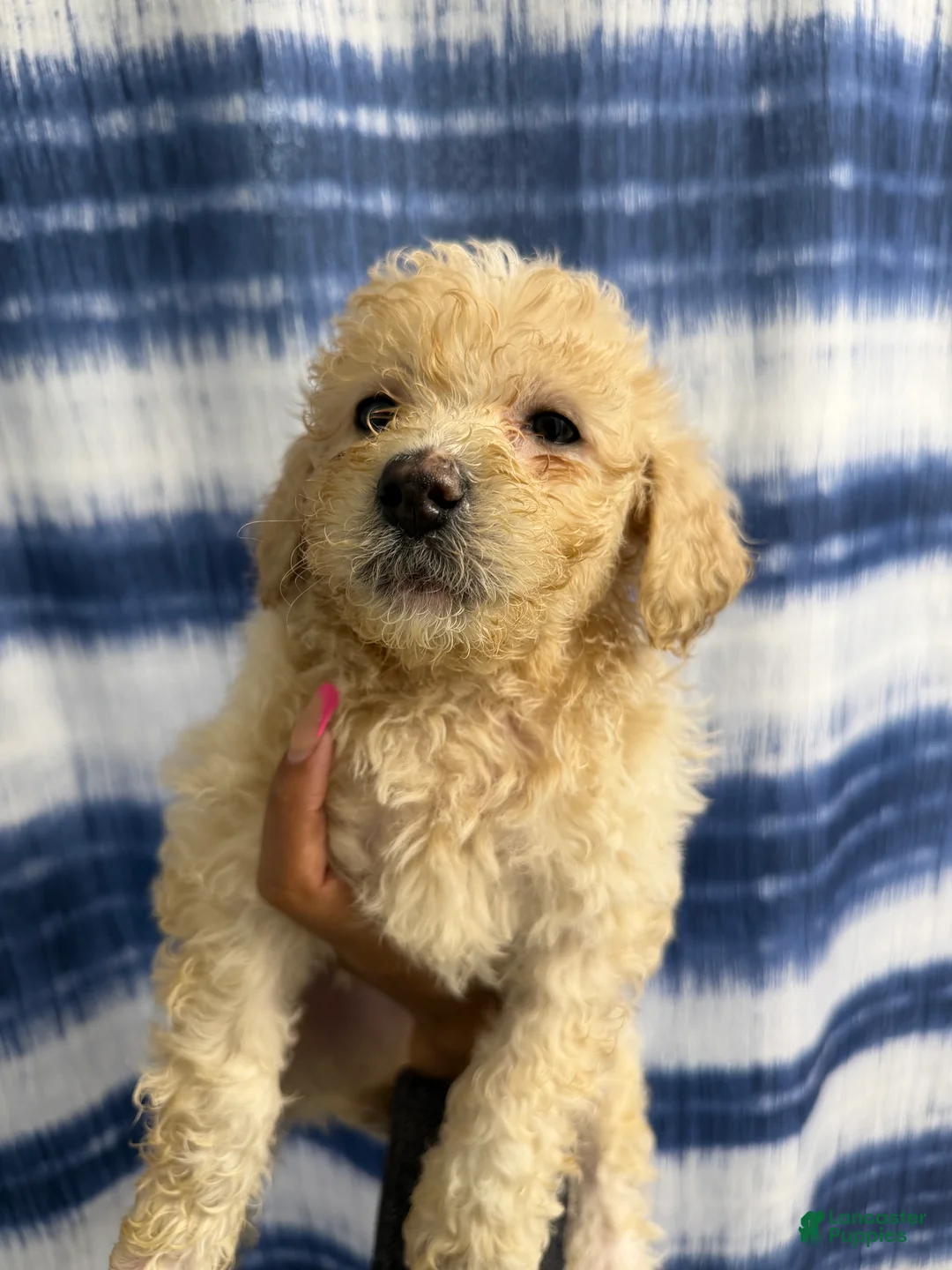 Yorkiepoo dogs for sale: Yorkiepoo Puppy 1 - Ad 1
