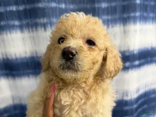 Yorkiepoo dogs for sale: Yorkiepoo Puppy 1 - Ad 2