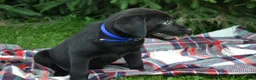 Labrador Retriever dogs for sale: Juniper - Ad 3
