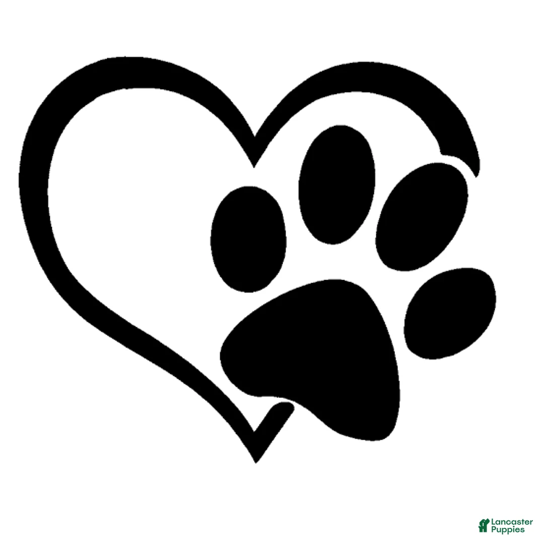 Standard Poodle dogs for sale: Standard Poodle 4 - Ad 1