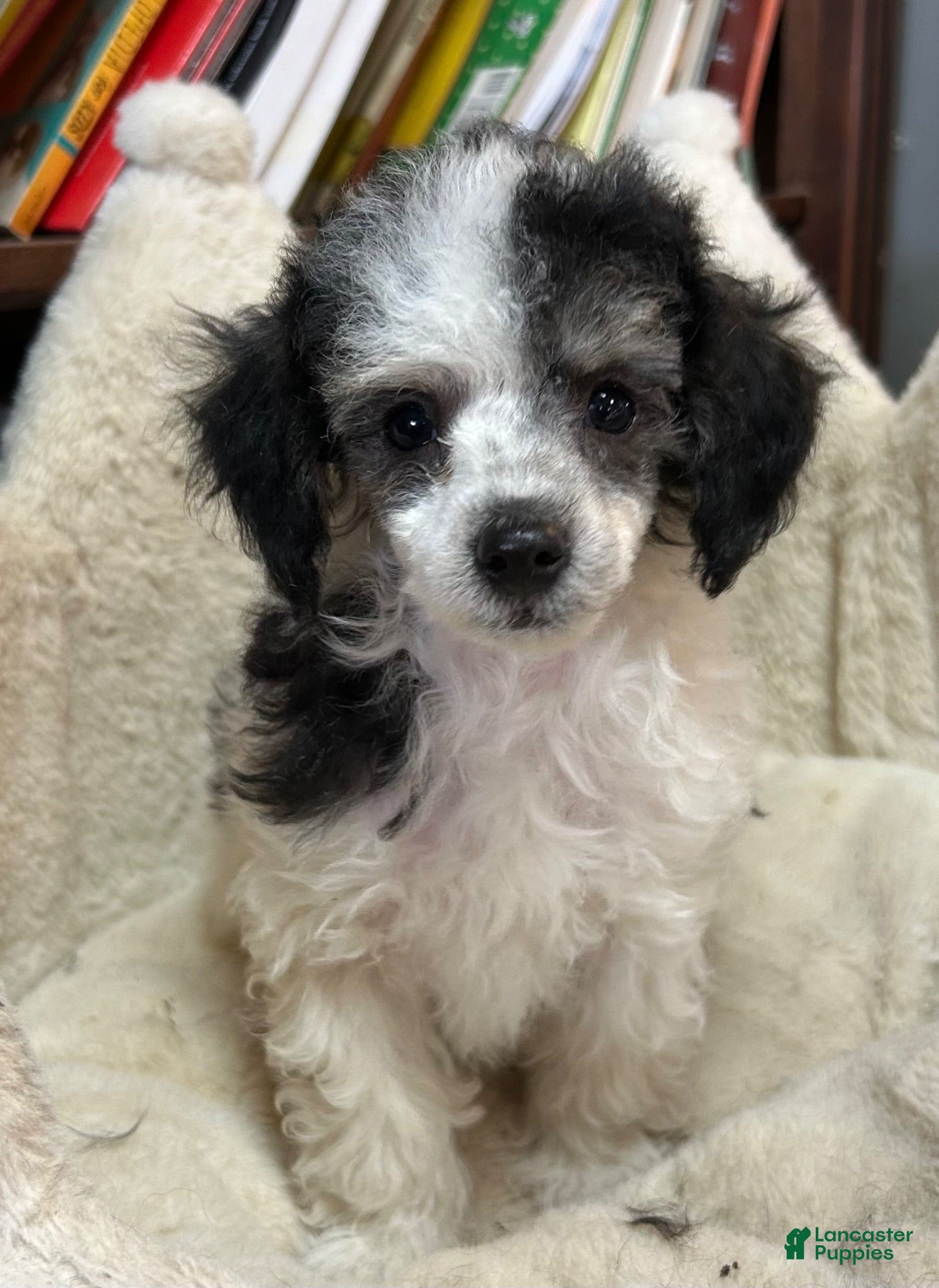 Miniature Poodle dogs Snickers - Ad 1
