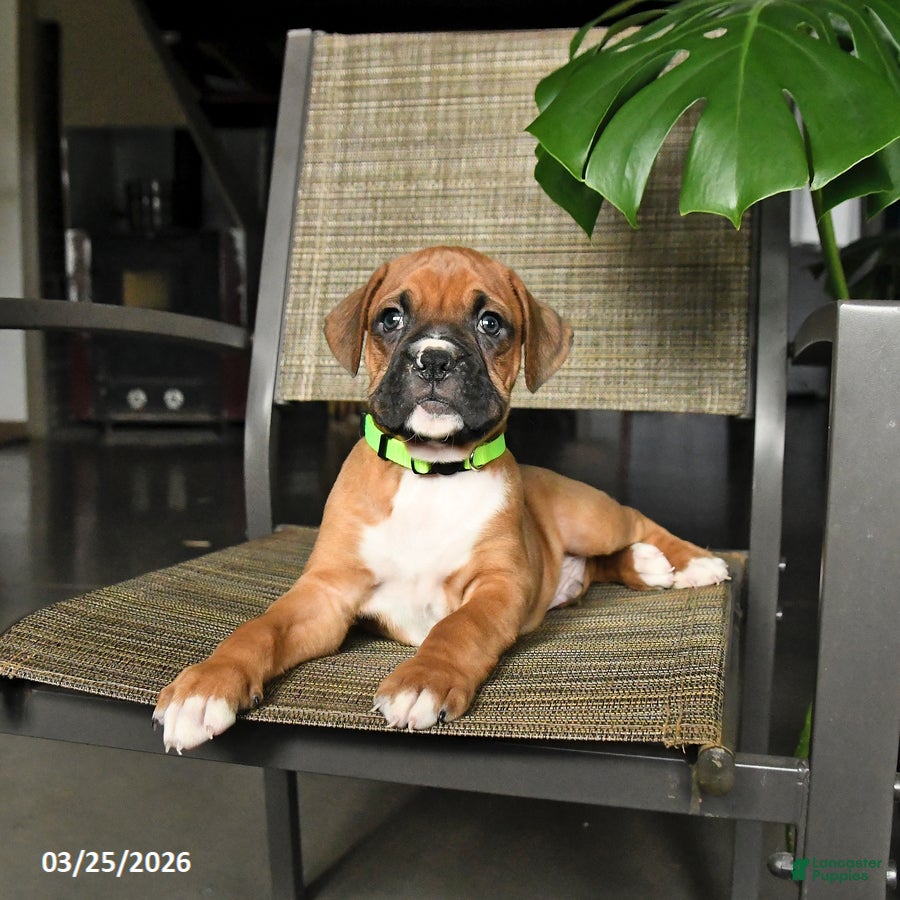 Boxer dogs Champ  - Ad 2