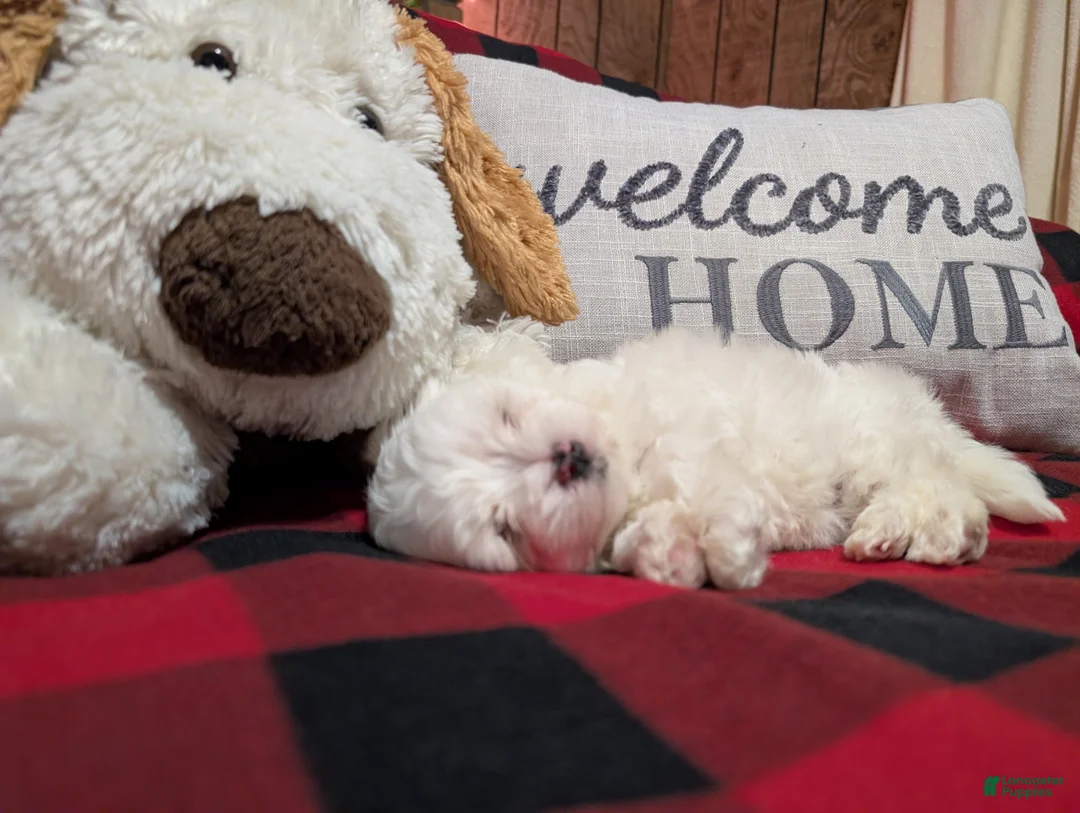 Maltese dogs for sale: Maltese Puppy 1 - Ad 2