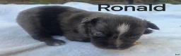 Australian Shepherd dogs for sale: Ronald - Ad 5