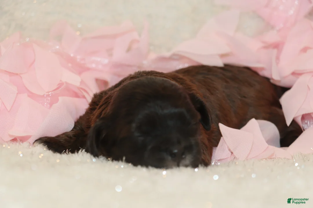 Shihpoo dogs for sale: Laura - Ad 1