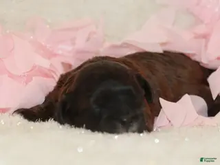 Shihpoo dogs Laura - Ad 37