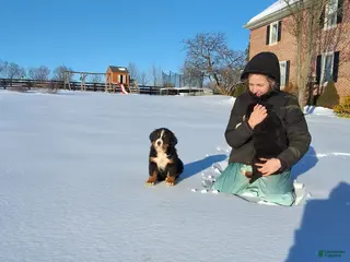 Bernese Mountain Dog dogs Bernese Mountain Dog Puppy 2 - Ad 36