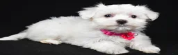 Maltese dogs for sale: Melody - Ad 2
