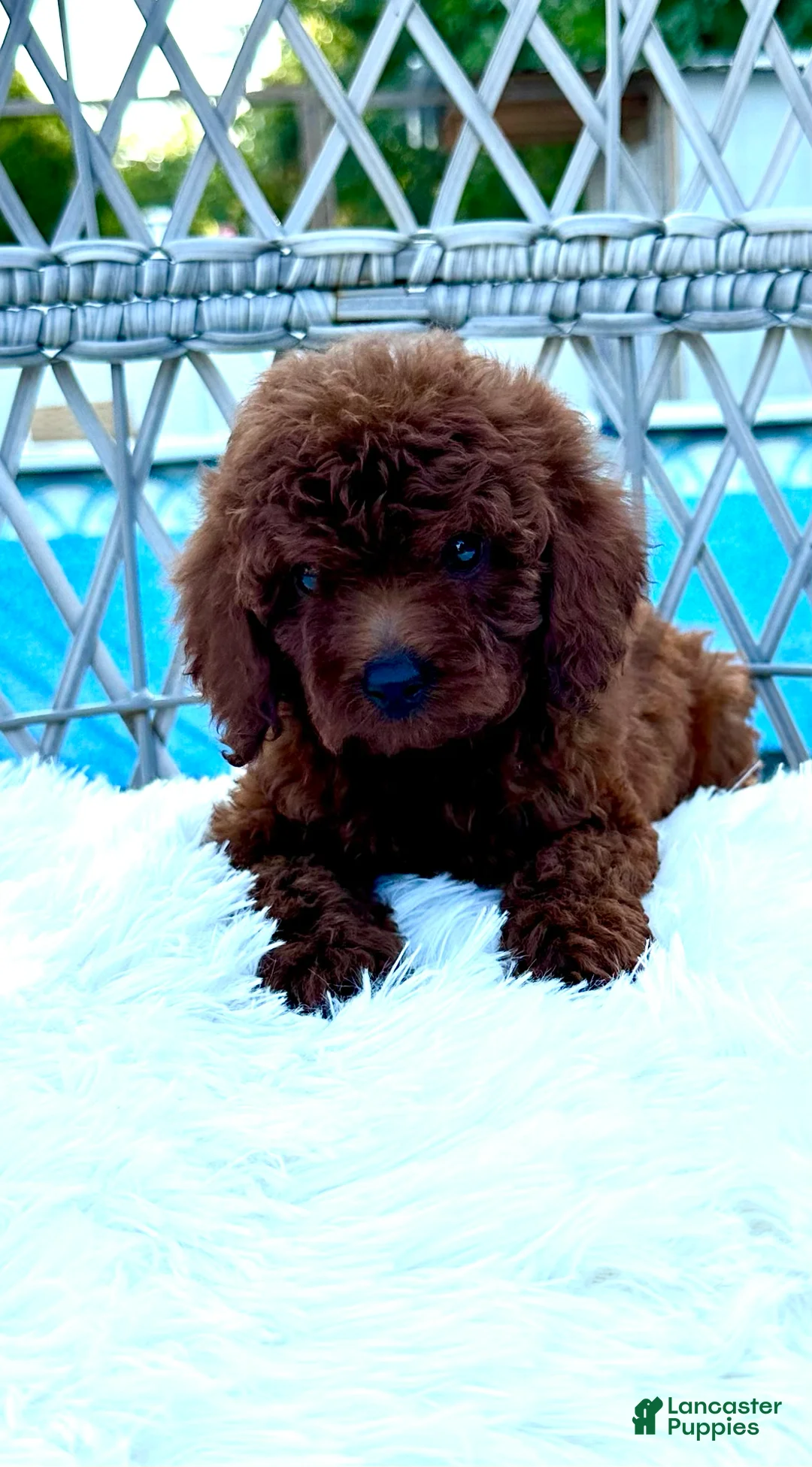 Toy Poodle dogs for sale: Male toy poodle  - Ad 2