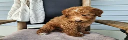 Mini Bernedoodle dogs for sale: Dallas - Ad 15