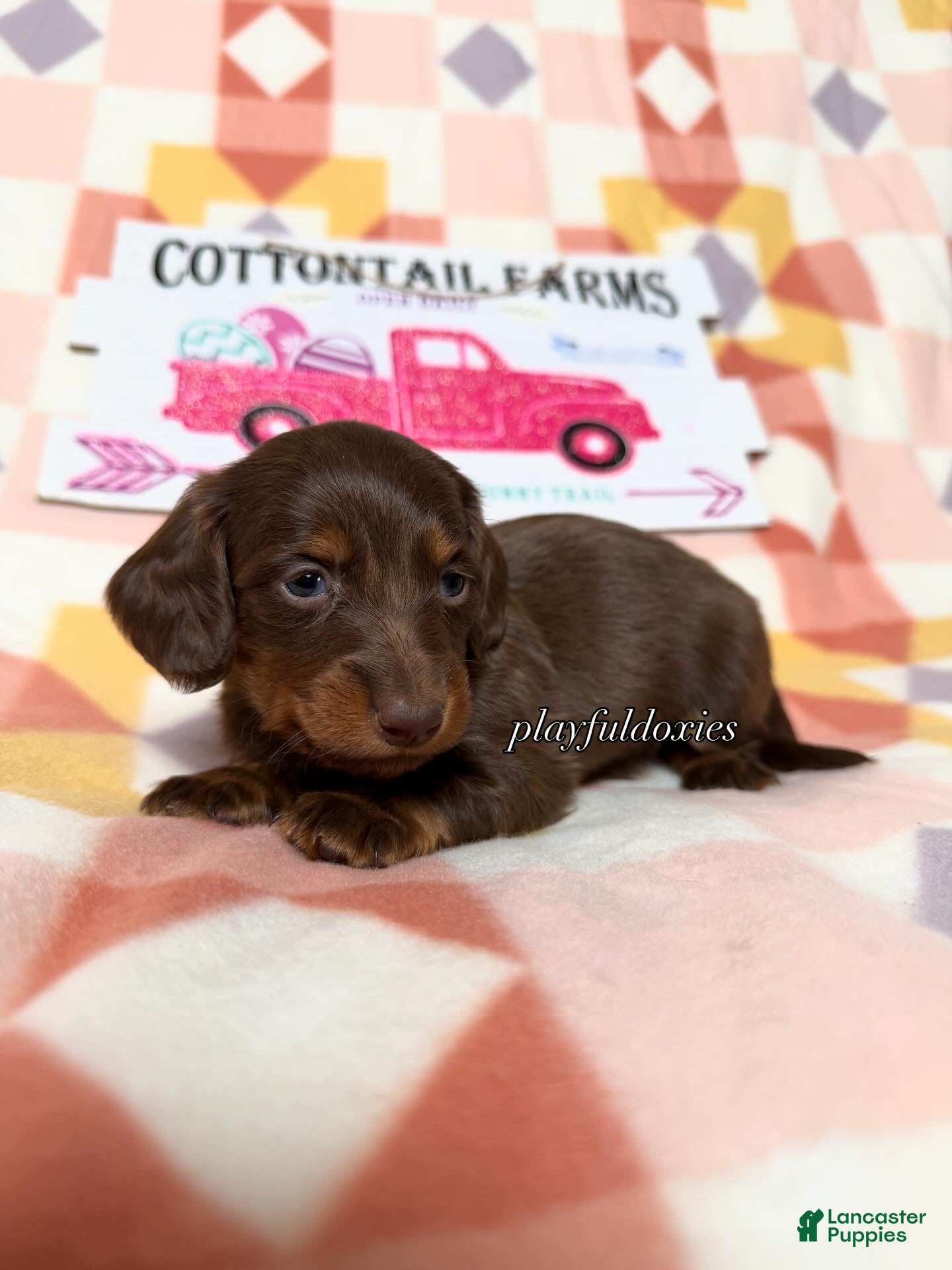 Dachshund dogs  AKC Chocolate & Tan Long Haired Female Dachshund ALL Clear - Ad 1