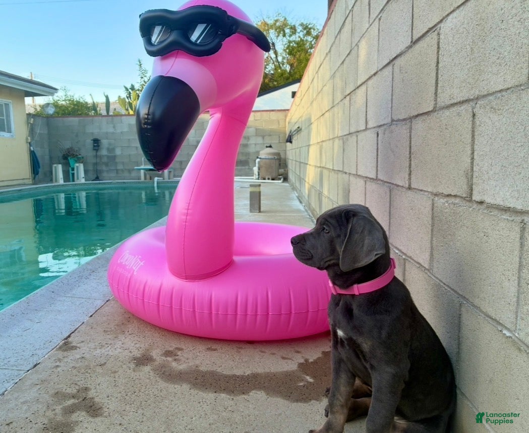 Cane Corso dogs for sale: APHRODITE - Ad 1