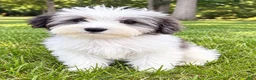 Yorkiepoo dogs for sale: Lola - Ad 4