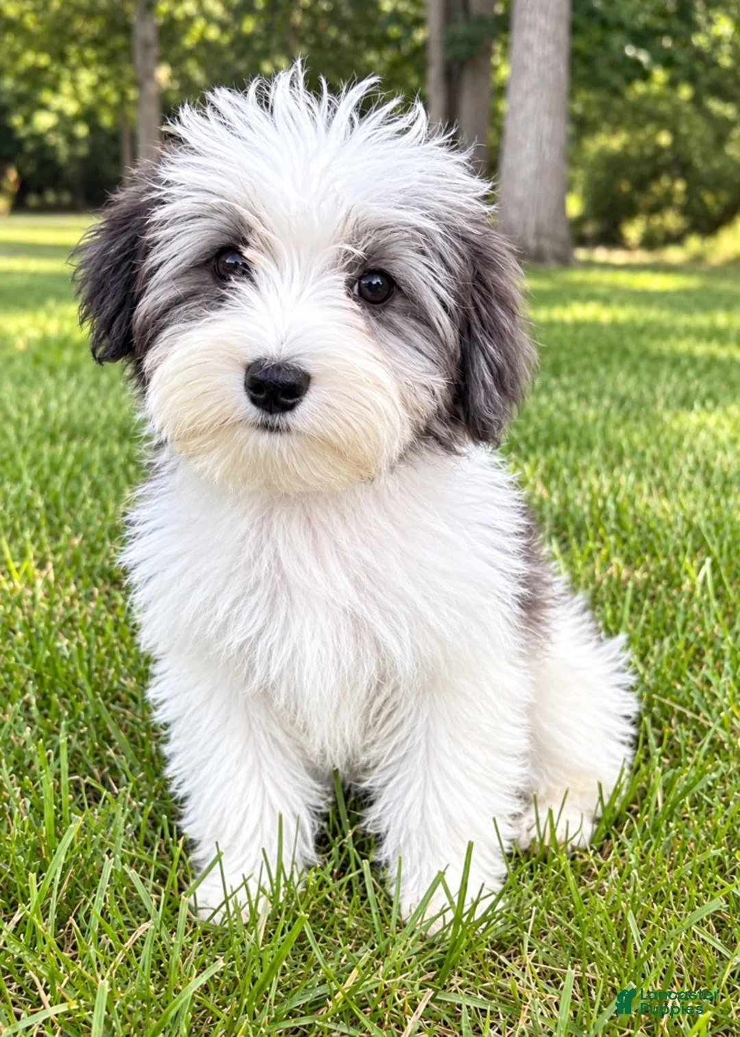 Yorkiepoo dogs for sale: Lola - Ad 4