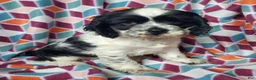 Cocker Spaniel dogs for sale: Hilda - Ad 1