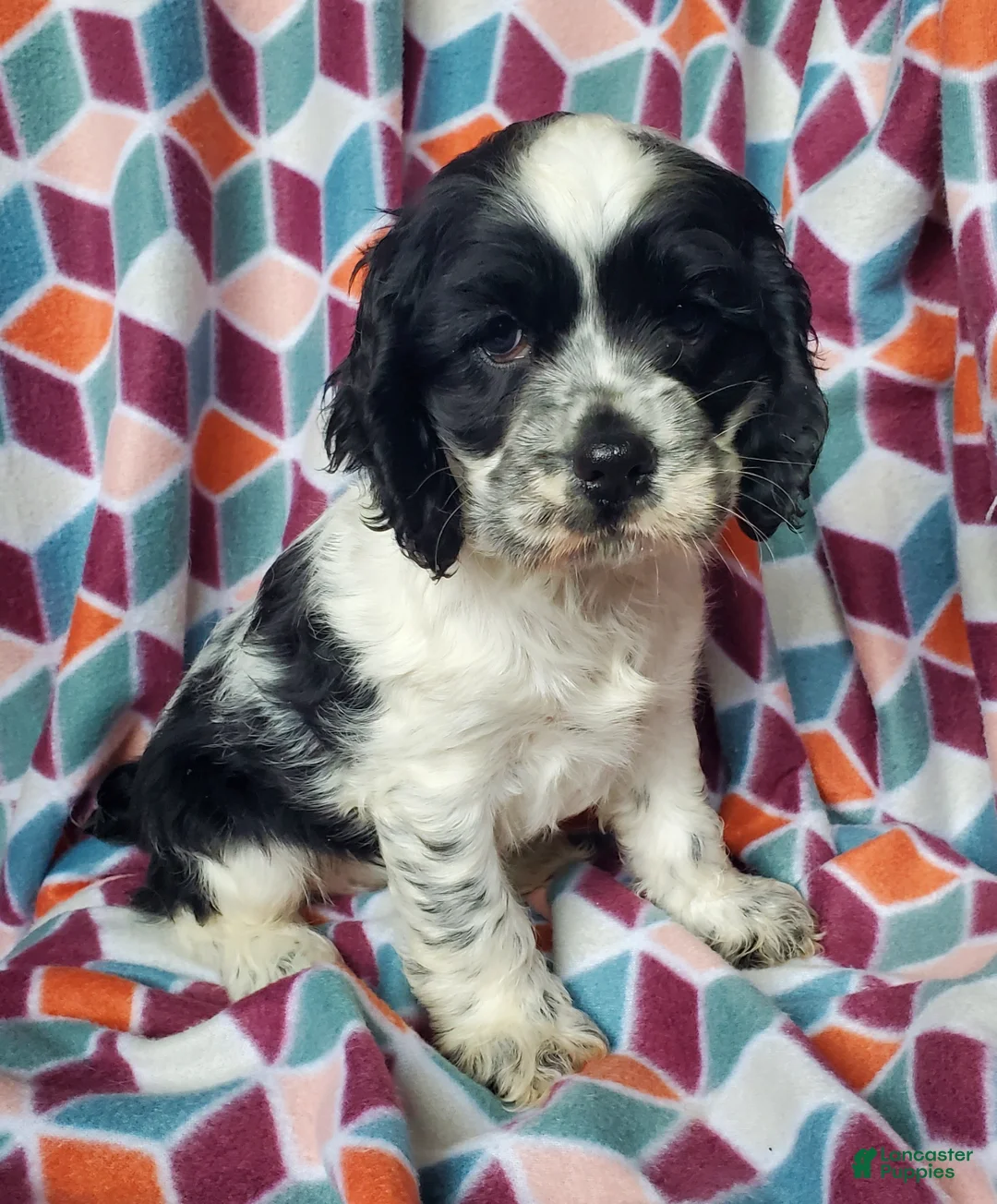 Cocker Spaniel dogs for sale: Hilda - Ad 1