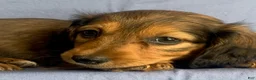 Miniature Dachshund dogs for sale: Charlie - Ad 7