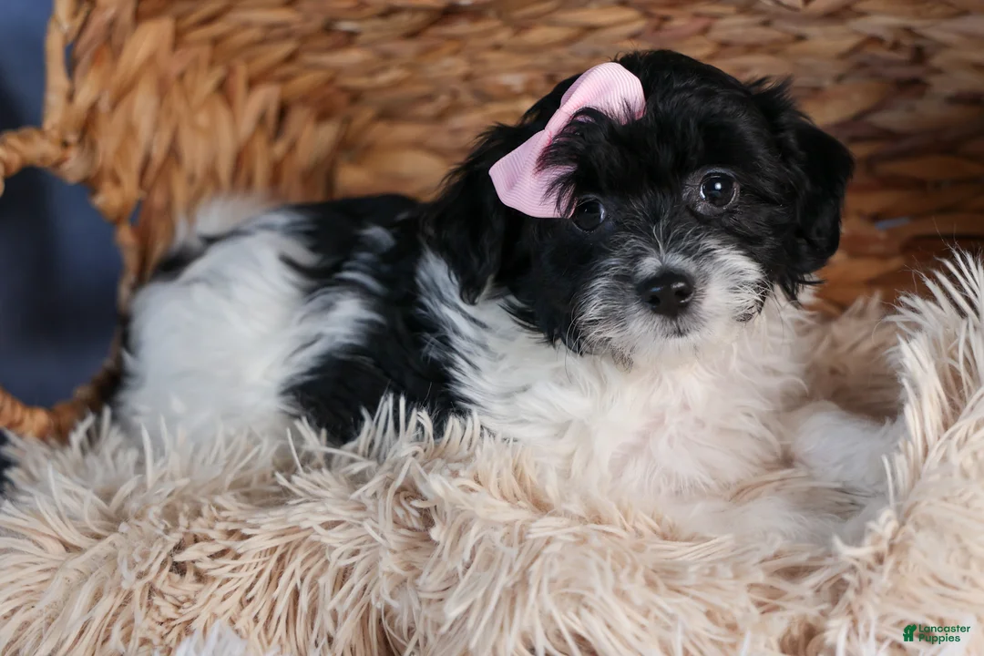 Havapoo dogs for sale: FREDA - Ad 5