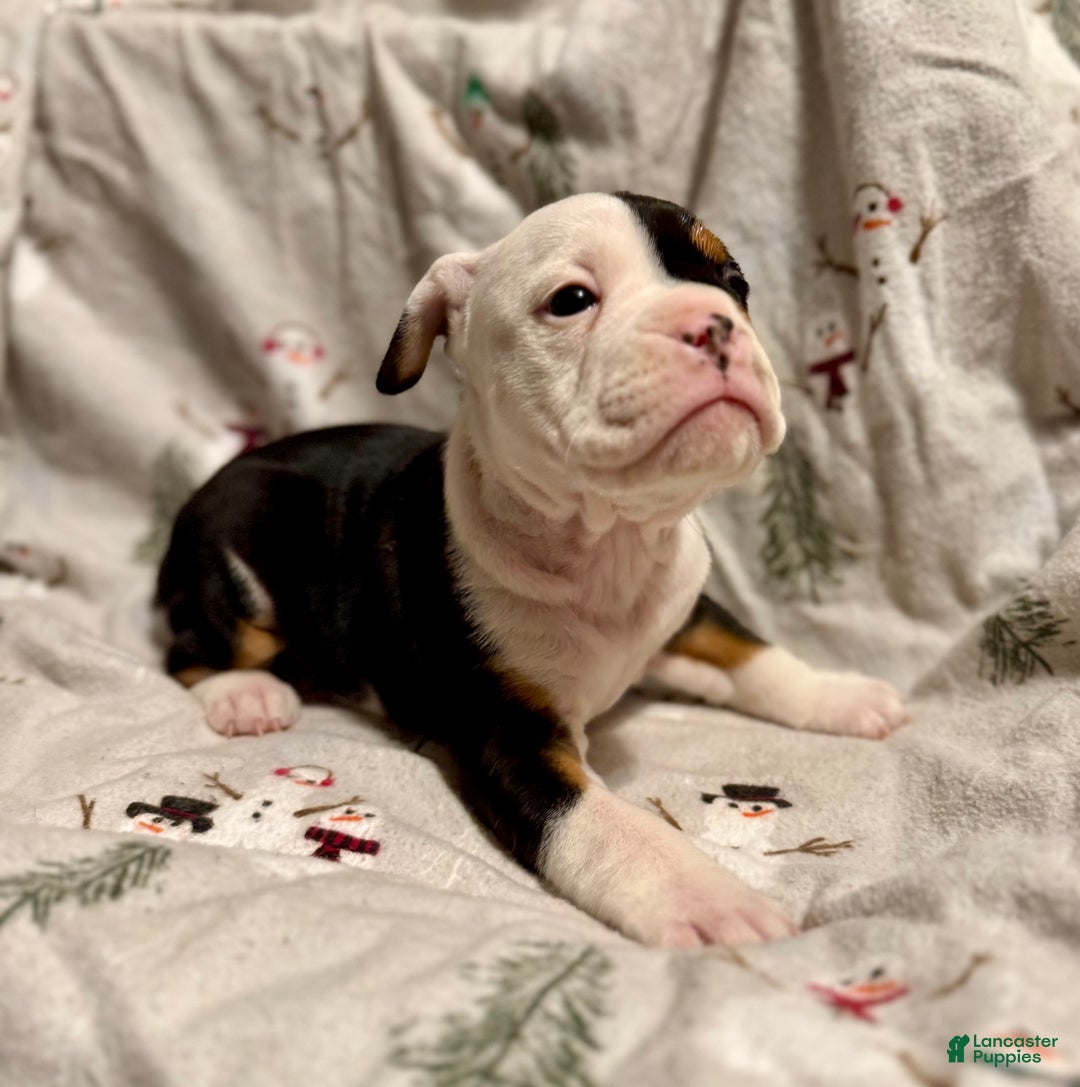 Olde English Bulldogge dogs for sale: Teeter - Ad 2