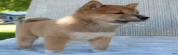 Shiba Inu dogs for sale: Luna - Ad 12