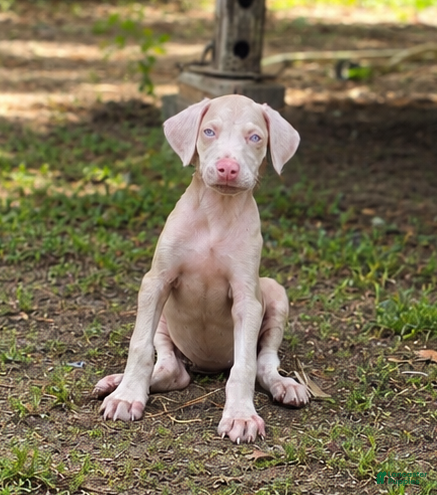 Doberman Pinscher dogs Angel - Ad 6
