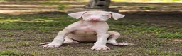 Doberman Pinscher dogs for sale: Angel - Ad 1