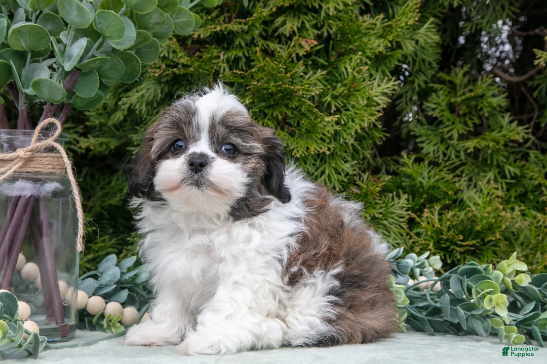 Teddy Bear dogs for sale: Delilah - Ad 3