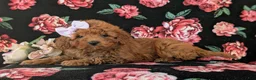 Cavapoo dogs for sale: Leandra Hypoallergenic - Ad 4