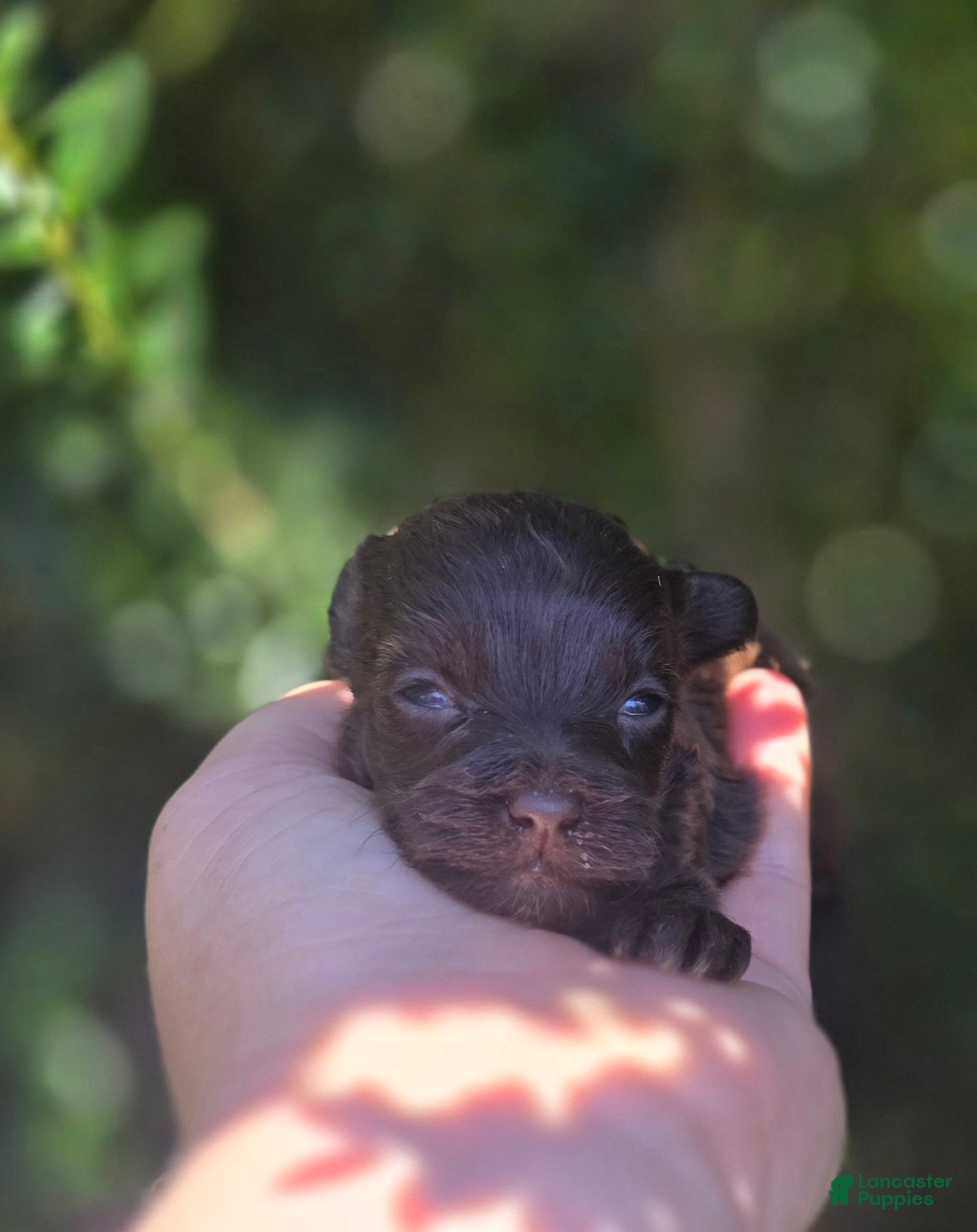 Maltipoo dogs Nuria - Ad 12